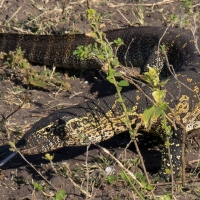 Monitor Lizzard