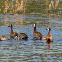 White faced whistling ducks