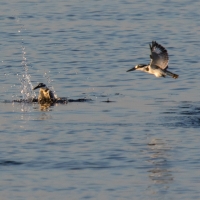 Pied kingfishers