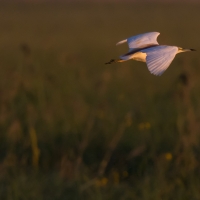 Squacco heron