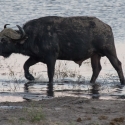 Buffalo on the Chobe