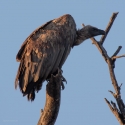 White backed vulture