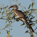 Red billed horn bill