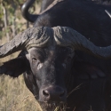 Water buffalo