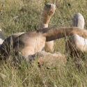 Two lion playing