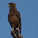 Tawny Eagle