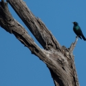 Cape Starling