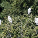 Egrets