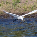 Great Egret