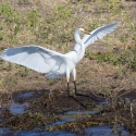 Great Egret