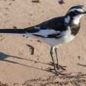 African Pied Wagtail