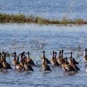 White faced whistling ducks