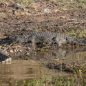 Crocodile