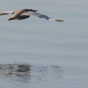 Squacco heron