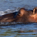 Hippo