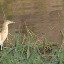 Squacco heron