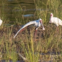 Spoonbill