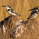 Pied kingfishers