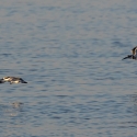 Pied kingfishers