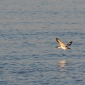 Pied kingfishers