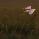 Squacco heron