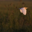 Squacco heron