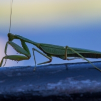 Praying Mantis