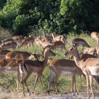 Impala