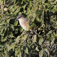 Senegal Coucal