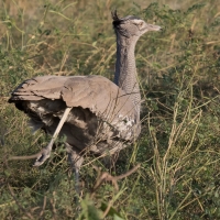 Kori Bustard