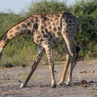 Giraffe