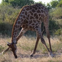 Giraffe