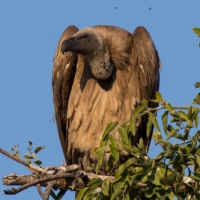 White backed vulture