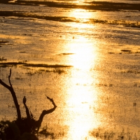 Sunset over Chobe