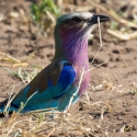 Lilac Breasted Roller