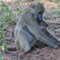 Baboon