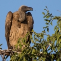 White backed vulture