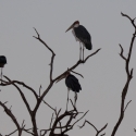 Marabou Storkes roosting