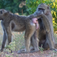 Baboons