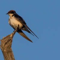 Swallow