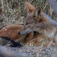 Jackal