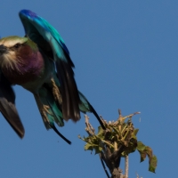 Lilac Breasted Roller