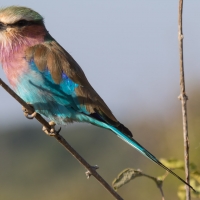 Lilac Breasted Roller