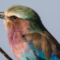 Lilac Breasted Roller