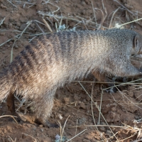 Banded Mongoose