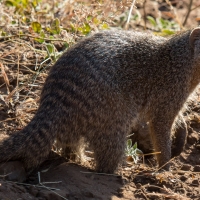 Banded Mongoose