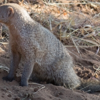 Banded Mongoose