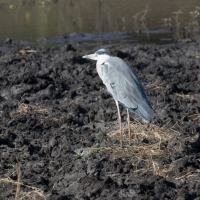 Gray Heron