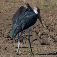 Marabou stork