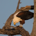 Fish Eagle